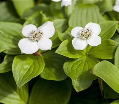Cornus canadensis