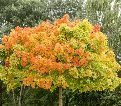 Acer platanoides 'Globosum'