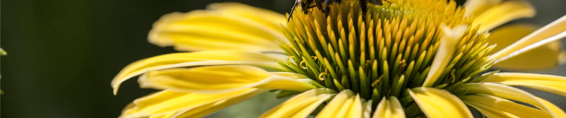 Echinacea purpurea, gelb Echinacea purpurea, gelb