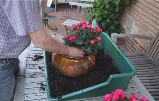 Blumenkübel - Bepflanzen mit mehreren Sommerblumen Blumenkübel - Bepflanzen mit mehreren Sommerblumen