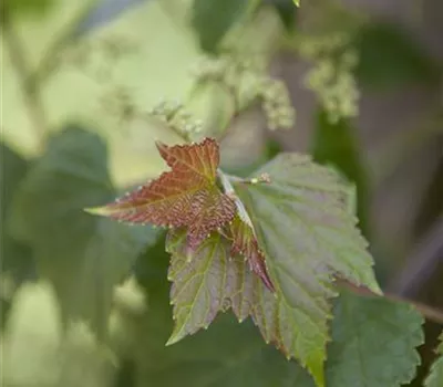 Ampelopsis brevipedunculata