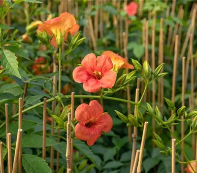 Campsis x tagliabuana 'Madame Galen'