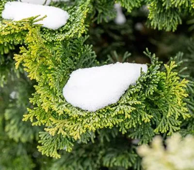 Chamaecyparis obtusa 'Nana Gracilis'