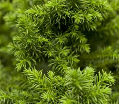 Cryptomeria japonica 'Vilmoriniana'