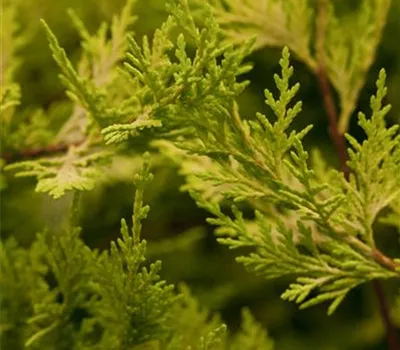 Cupressocyparis leylandii 'Castlewellan Gold'