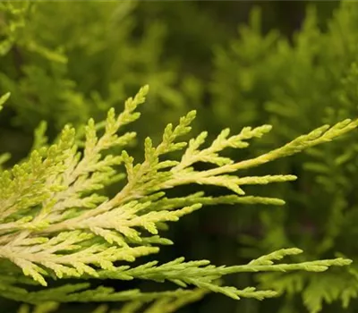 Cupressocyparis leylandii 'Gold Rider'