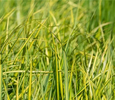 Calamagrostis x acutiflora 'England'
