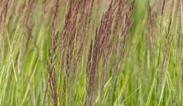 Gestreiftes Reitgras 'Overdam'