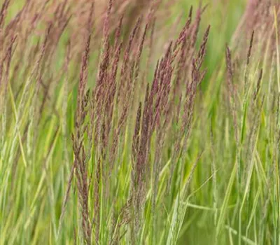 Calamagrostis x acutiflora 'Overdam'