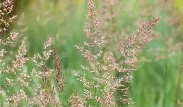 Gestreiftes Reitgras 'Overdam'