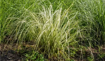 Gestreiftes Reitgras 'Overdam'