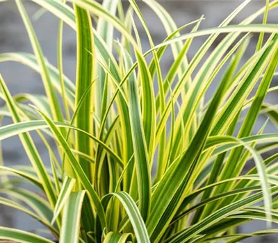 Carex morrowii ssp. foliosissima 'Vanilla Ice'