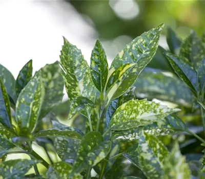 Aucuba japonica 'Crotonifolia'