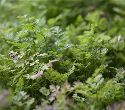 Anthriscus cerefolium