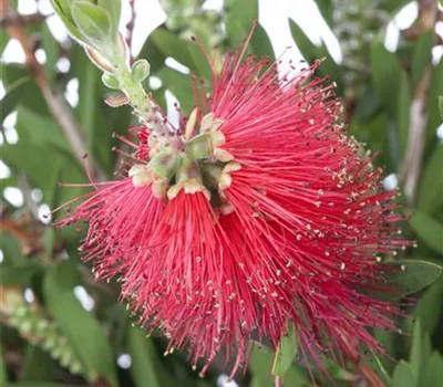 Callistemon laevis